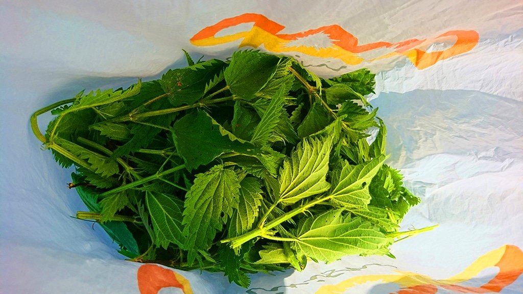 Žihľava nazbieraná