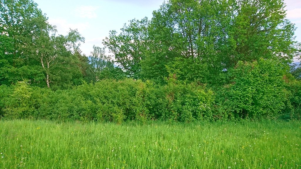 Zber žihľavy
