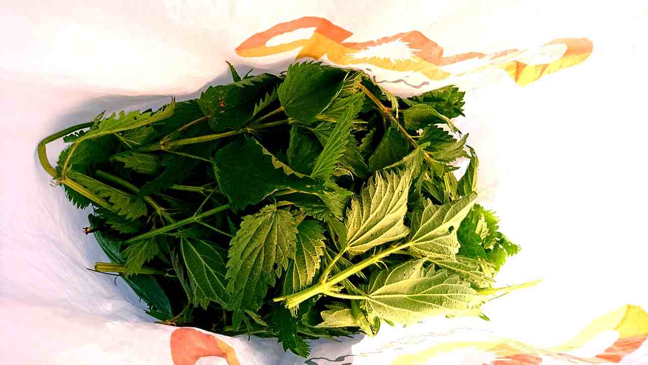 Žihľava nazbieraná