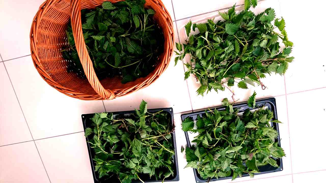 Žihľava nazbieraná