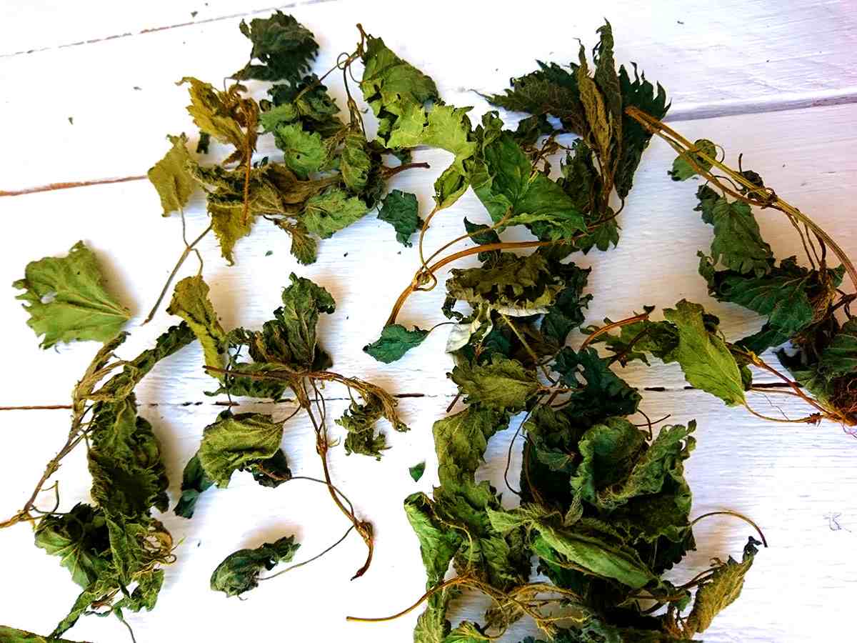 Žihľava vysušená