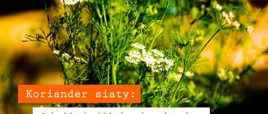 Koriander-siaty