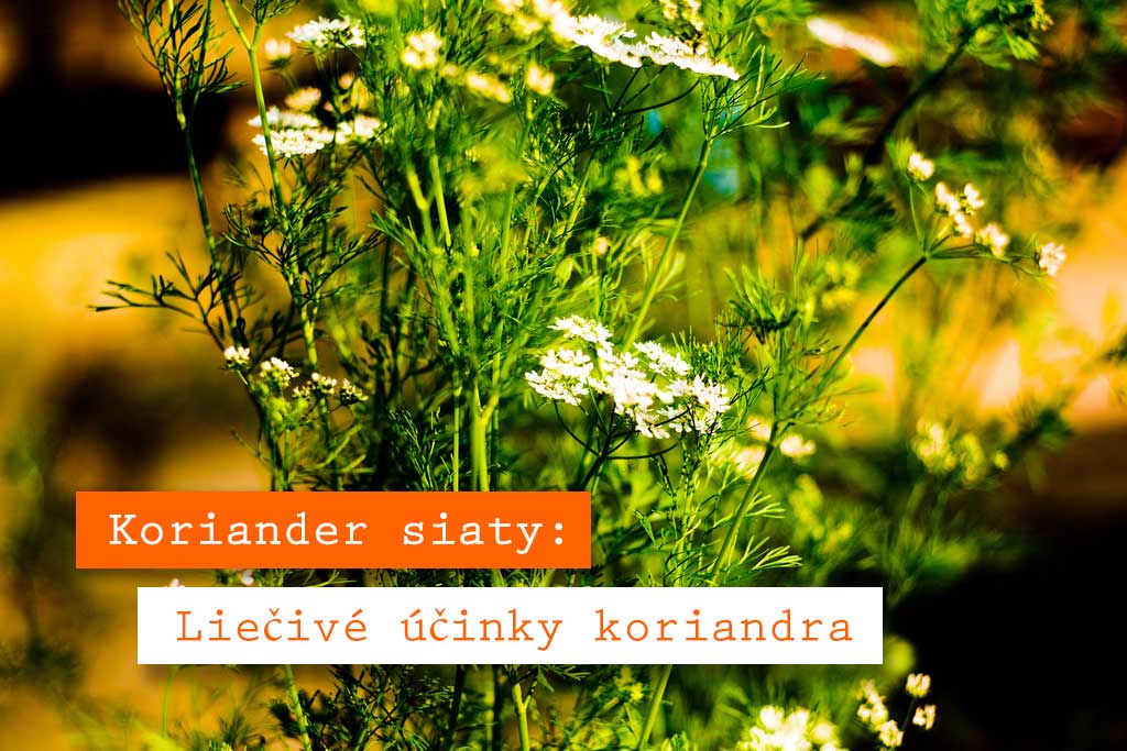 Koriander-siaty