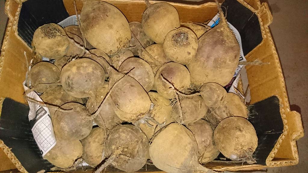 cvikla - červená repa