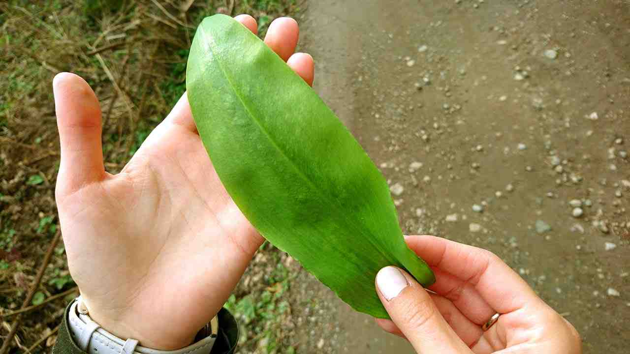 Medvedí cesnak zber