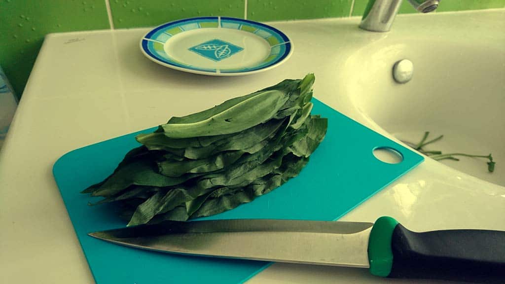 Medvedí cesnak tinktúra