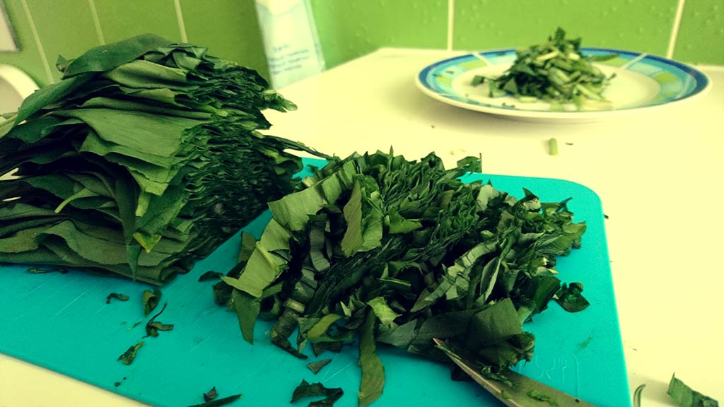 Medvedí cesnak tinktúra