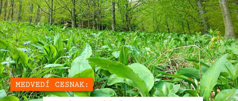 MEDVEDÍ CESNAK