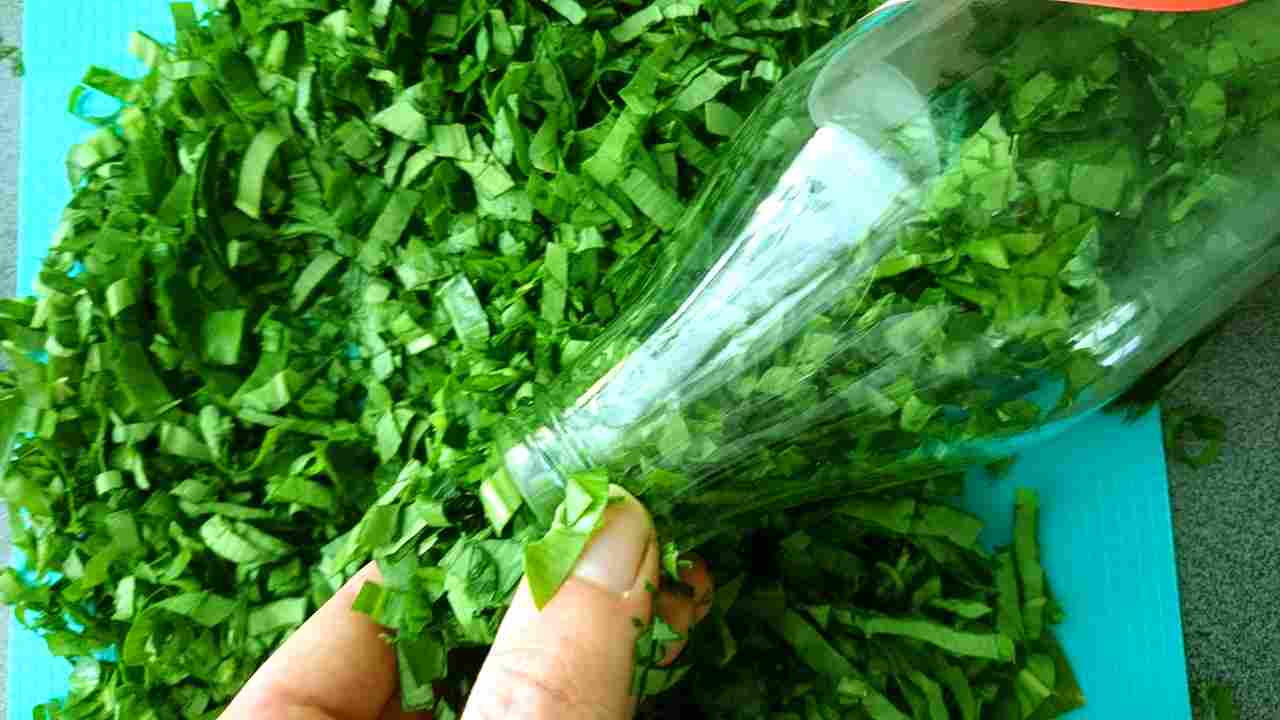 MEDVEDÍ CESNAK – extrakt