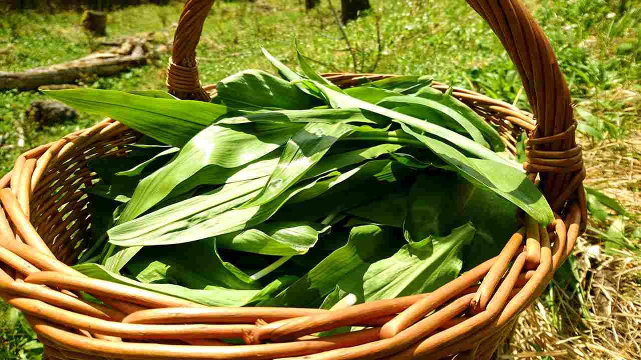 medvedi cesnak turiec