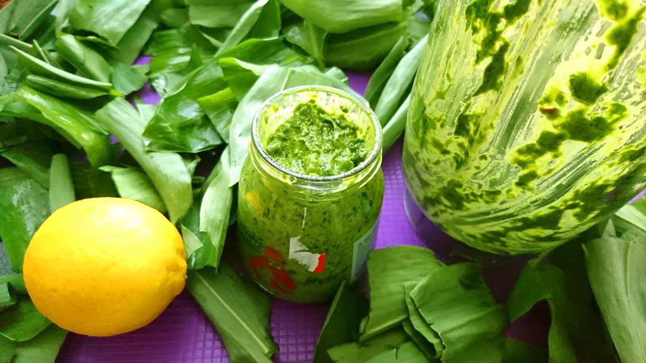 Medvedi cesnak pesto