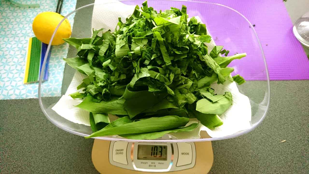 Medvedi cesnak listy