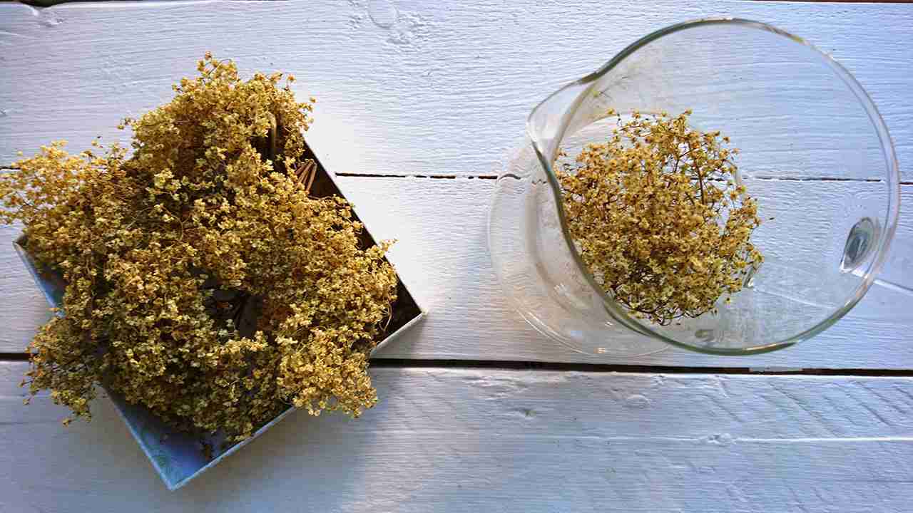 Bazovy caj príprava