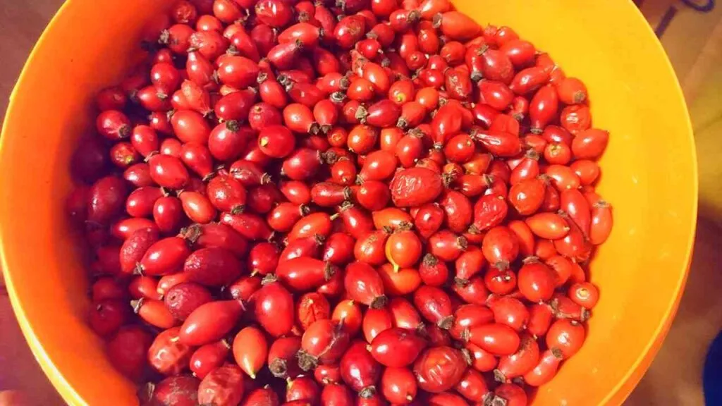 Šípky na šípkový sirup