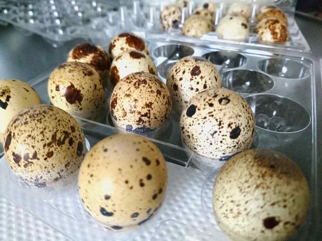 Prepeličie vajíčka